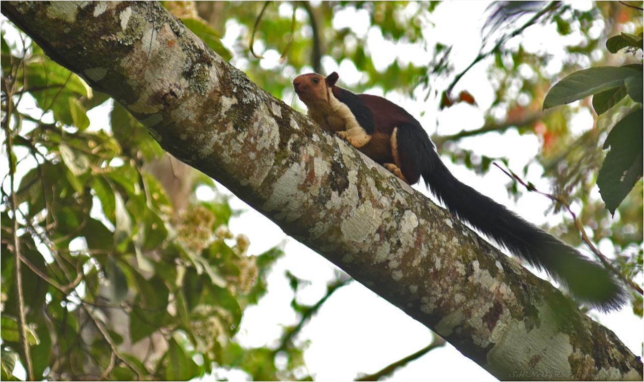 Spice Jungle Resort Munnar Bagian luar foto